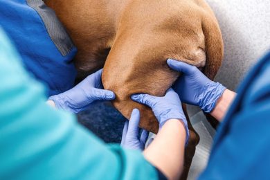 orthopedic-surgery-for-dogs